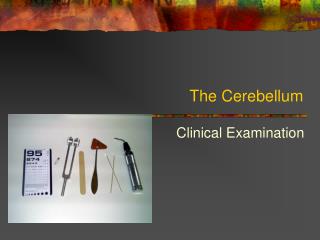 The Cerebellum