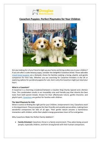 Cavachon Breeders in the UK | Find Your Perfect Mixed Breed Puppy