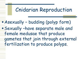 Cnidarian Reproduction