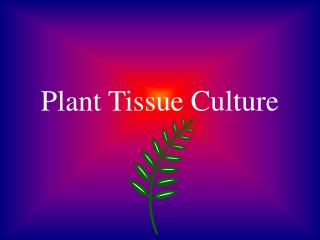 Plant Tissue Culture