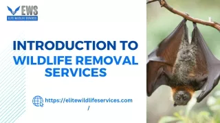 Introduction to Wildlife Removal Services