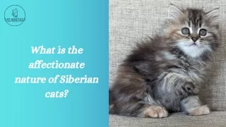 What is the affectionate nature of Siberian cats_Cat Exotica