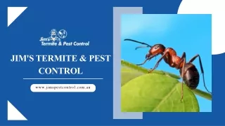 Ant Pest Control Services | Jim's Professional Solutions