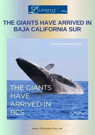 The Giants Have Arrived in Baja California Sur