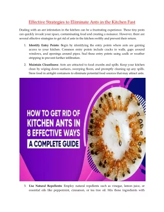 Effective Strategies to Eliminate Ants in the Kitchen Fast
