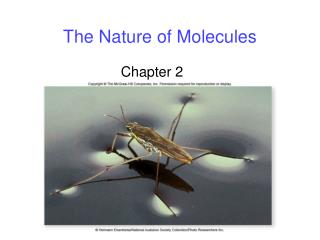 The Nature of Molecules