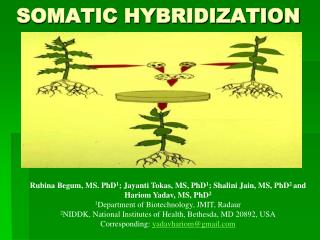 SOMATIC HYBRIDIZATION