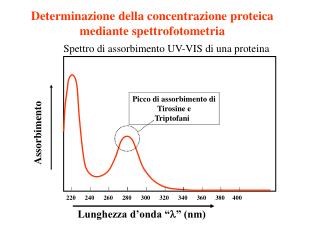 Determinazione della concentrazione proteica mediante spettrofotometria