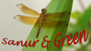 Bali21 Sanur & Green