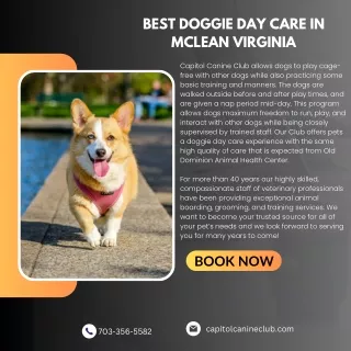 Best Doggie Day Care in McLean Virginia