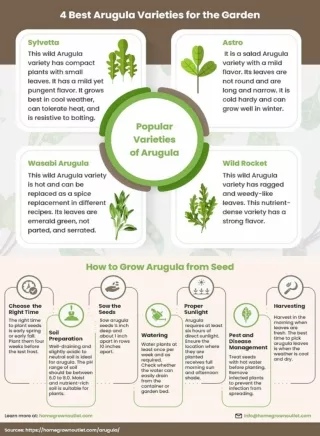 How to Grow Best Varieties of Arugula?