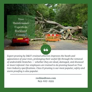 Tree Maintenance Experts in Rockland County