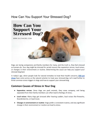 How Can You Support Your Stressed Dog