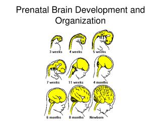 Prenatal Brain Development and Organization
