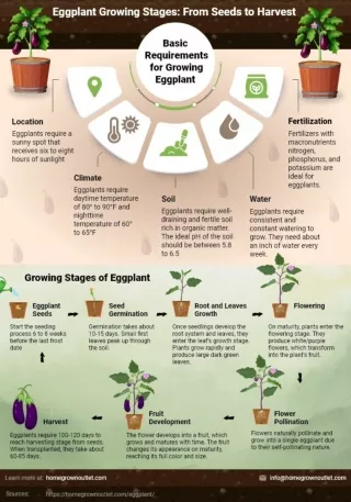 Eggplant Growing Stages: From Seeds to Harvest