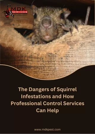 The Dangers of Squirrel Infestations and How Professional Control Services Can Help