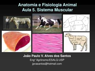 Anatomia e Fisiologia Animal Aula 5. Sistema Muscular