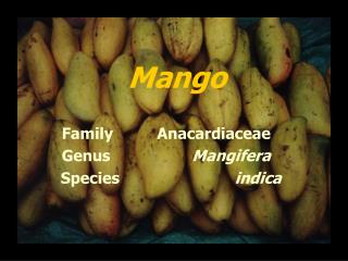 Mango