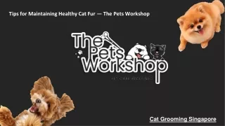 Tips for Maintaining Healthy Cat Fur — The Pets Workshop