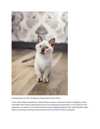 Adorable Siamese Kittens For Sale - Find Your Perfect Companion