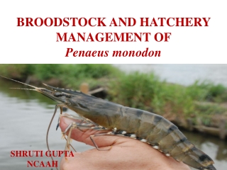 BROODSTOCK AND HATCHERY MANAGEMENT OF Penaeus monodon
