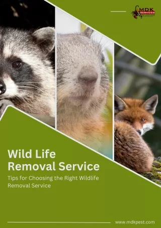 Tips for Choosing the Right Wildlife Removal Service