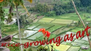 Bali61 Rice-growing as Art