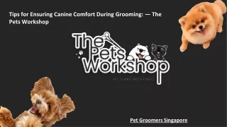 Tips for Ensuring Canine Comfort During Grooming — The Pets Workshop