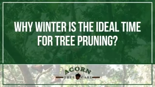 Unlock the Reasons Why Winter is Perfect for Tree Pruning