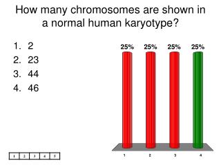 How many chromosomes are shown in a normal human karyotype?