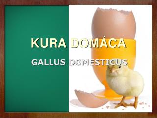 KURA DOMÁCA