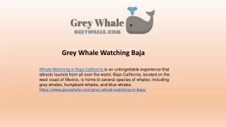 Top Locations For Whale Watching in Baja California