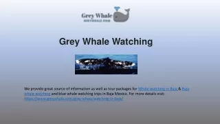 Stunning Whale Watching Baja Tours