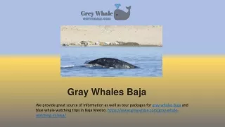 Interesting Gray Whales Baja Tour