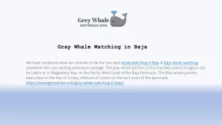 Affordable Gray Whale Itinerary