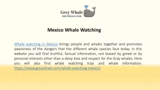 Memorable Mexico Whale Watching Vacation