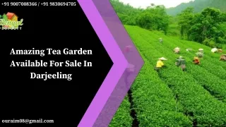 Amazing Tea Garden Available For Sale In Darjeeling