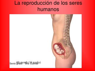 La reproducción de los seres humanos