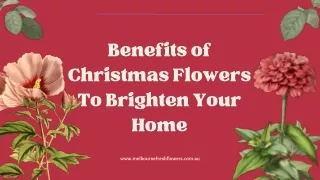 Benefits of Christmas Flowers To Brighten Your Home