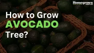 How to Grow Avocado Tree?