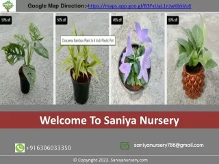 Buy Indoor Plants In Marathahali Bangalore