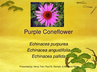 Purple Coneflower