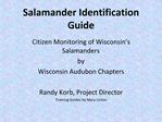 Salamander Identification Guide