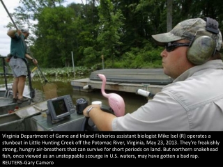 Fishing for snakeheads