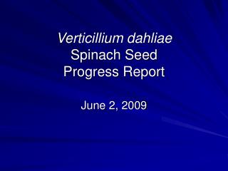 Verticillium dahliae Spinach Seed Progress Report