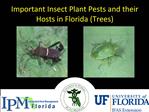 Important Insect Plant Pests and their Hosts in Florida Trees