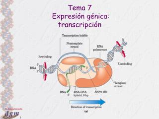 Tema 7 Expresión génica: transcripción