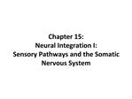 Chapter 15: Neural Integration I: Sensory Pathways and the Somatic Nervous System