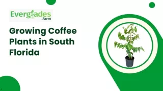 Growing Coffee Plants in South Florida