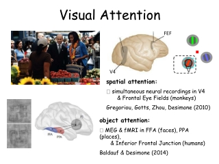 Visual Attention